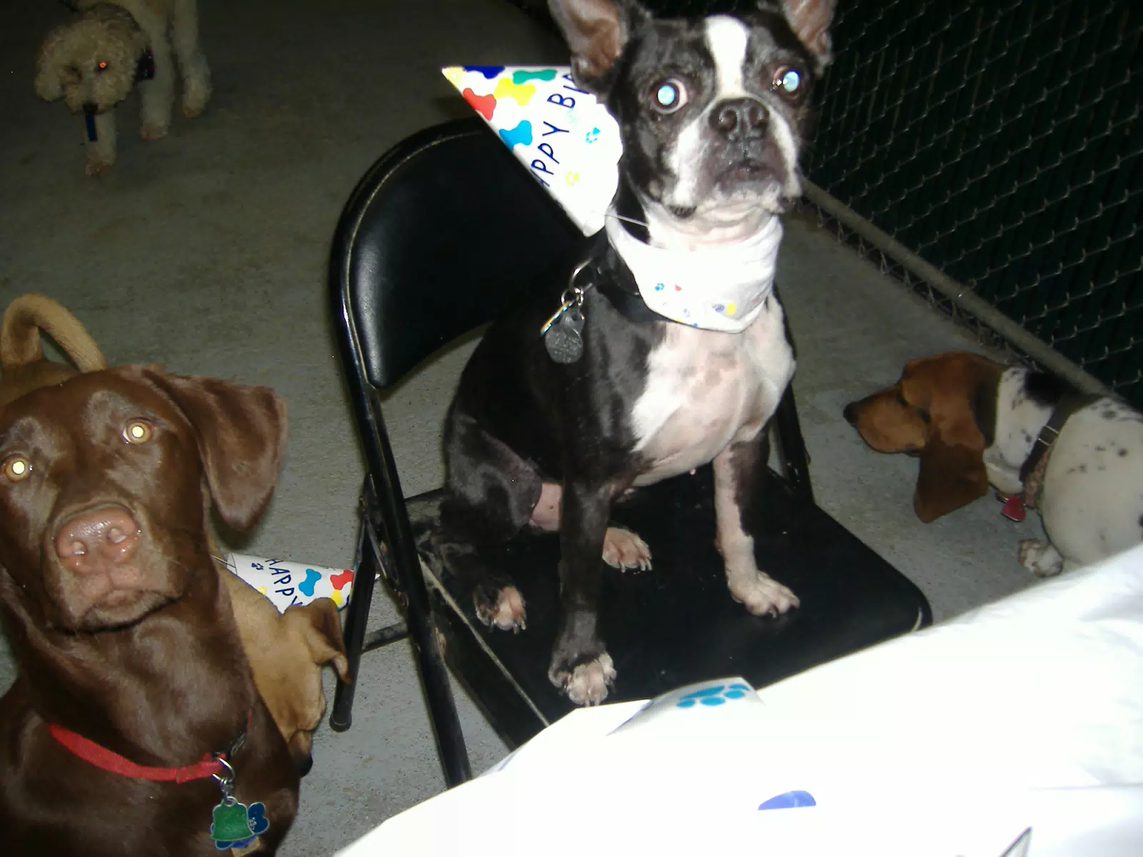 Oreo on the Birthday Chair