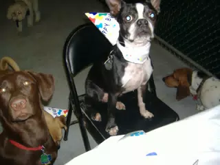 Oreo on the Birthday Chair