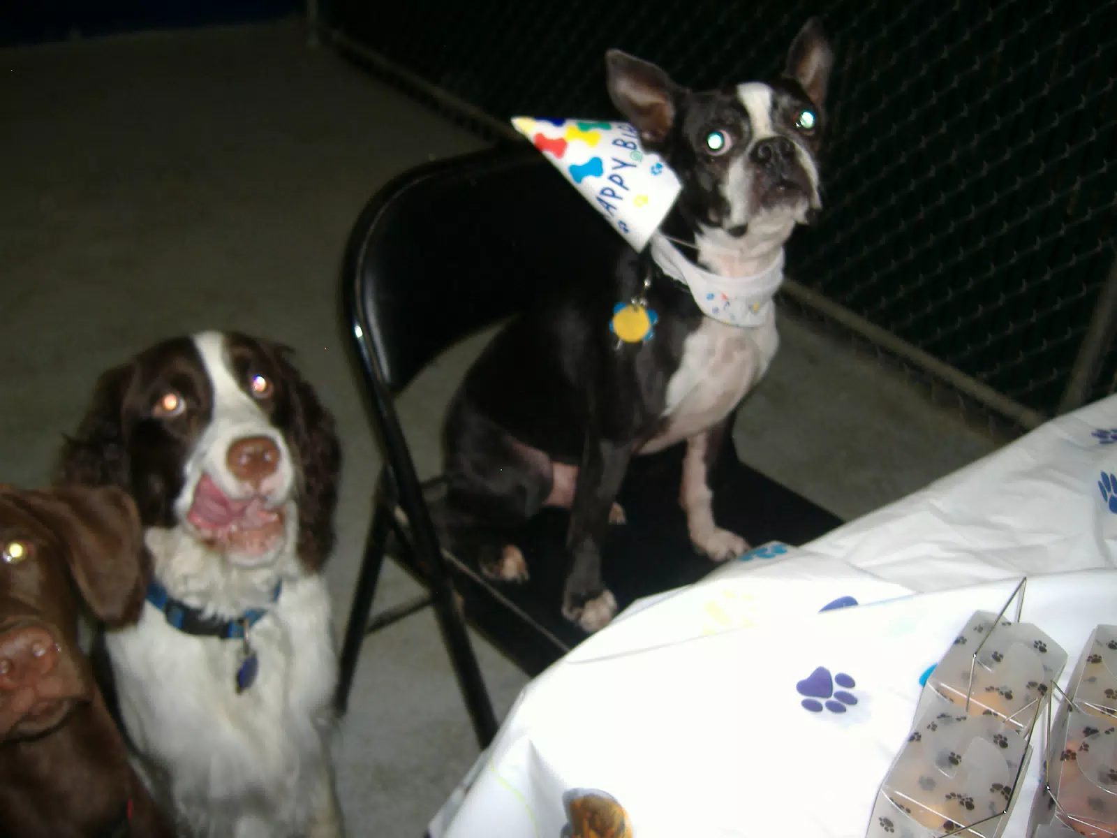 Oreo on the Birthday Chair