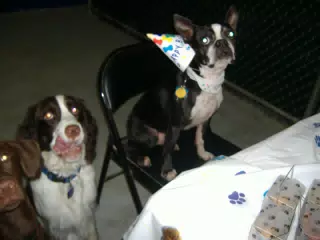 Oreo on the Birthday Chair
