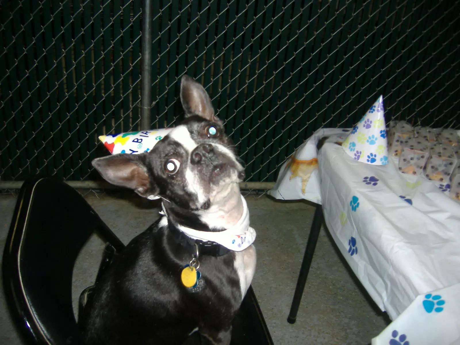 Oreo on the Birthday Chair