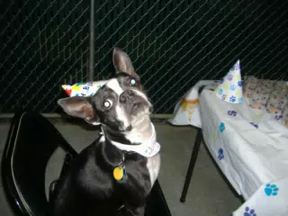 Oreo on the Birthday Chair