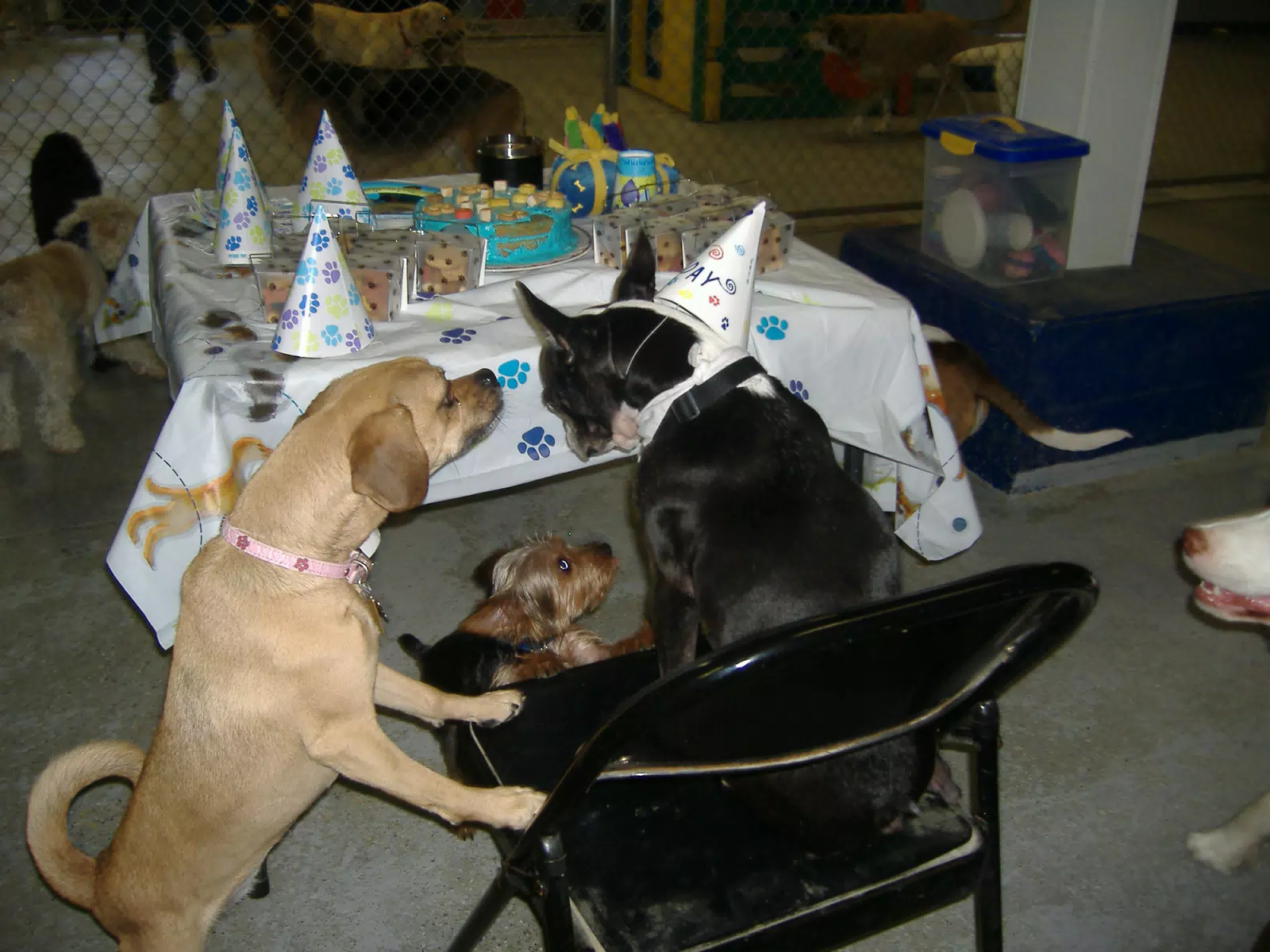 Oreo and Friends at Birthday Party