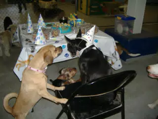 Oreo and Friends at Birthday Party