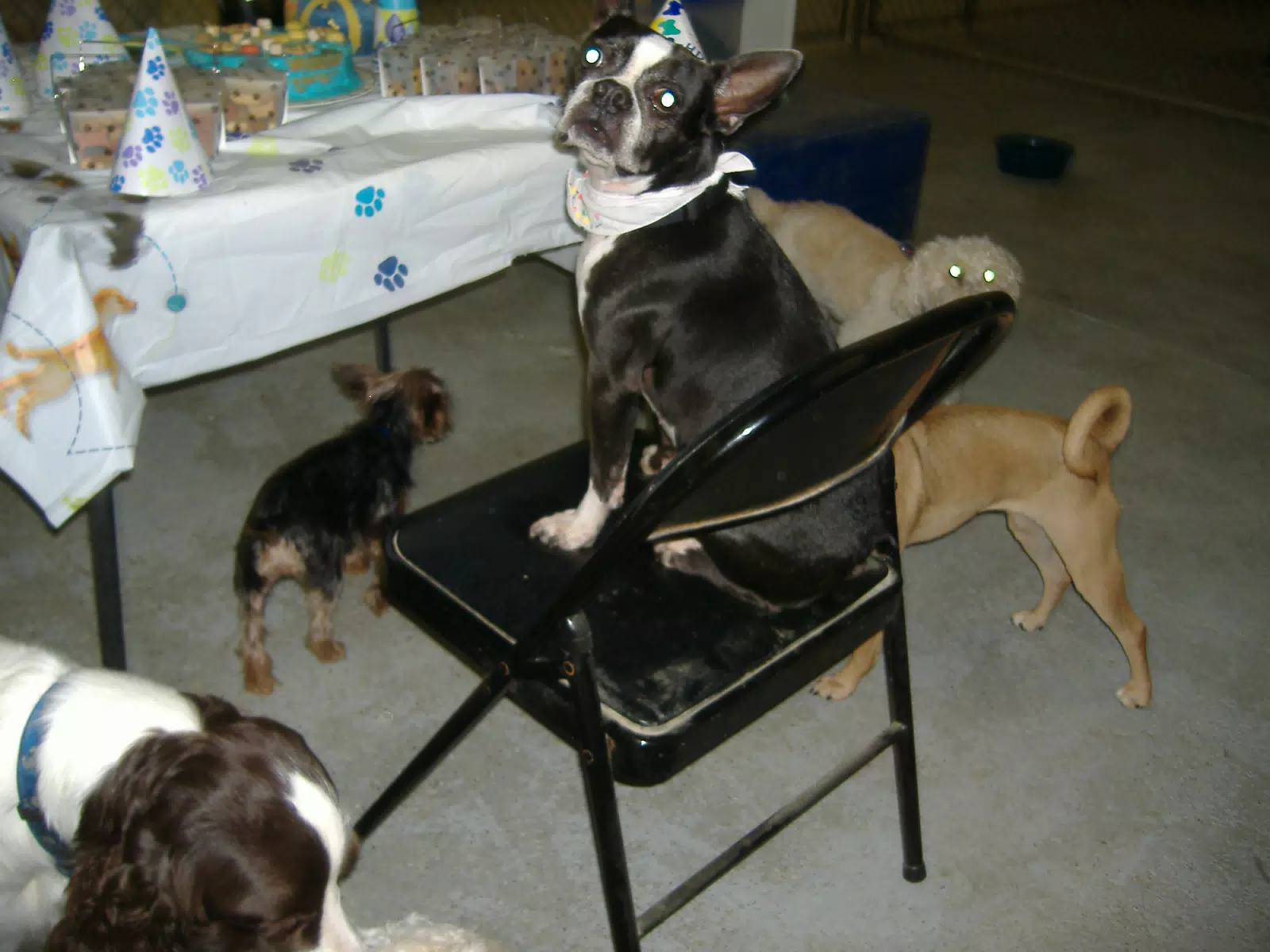 Oreo and Friends at Birthday Party