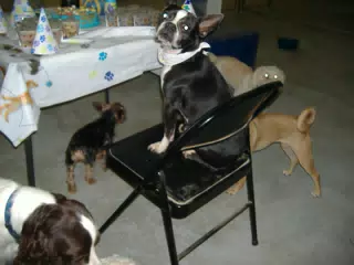 Oreo and Friends at Birthday Party