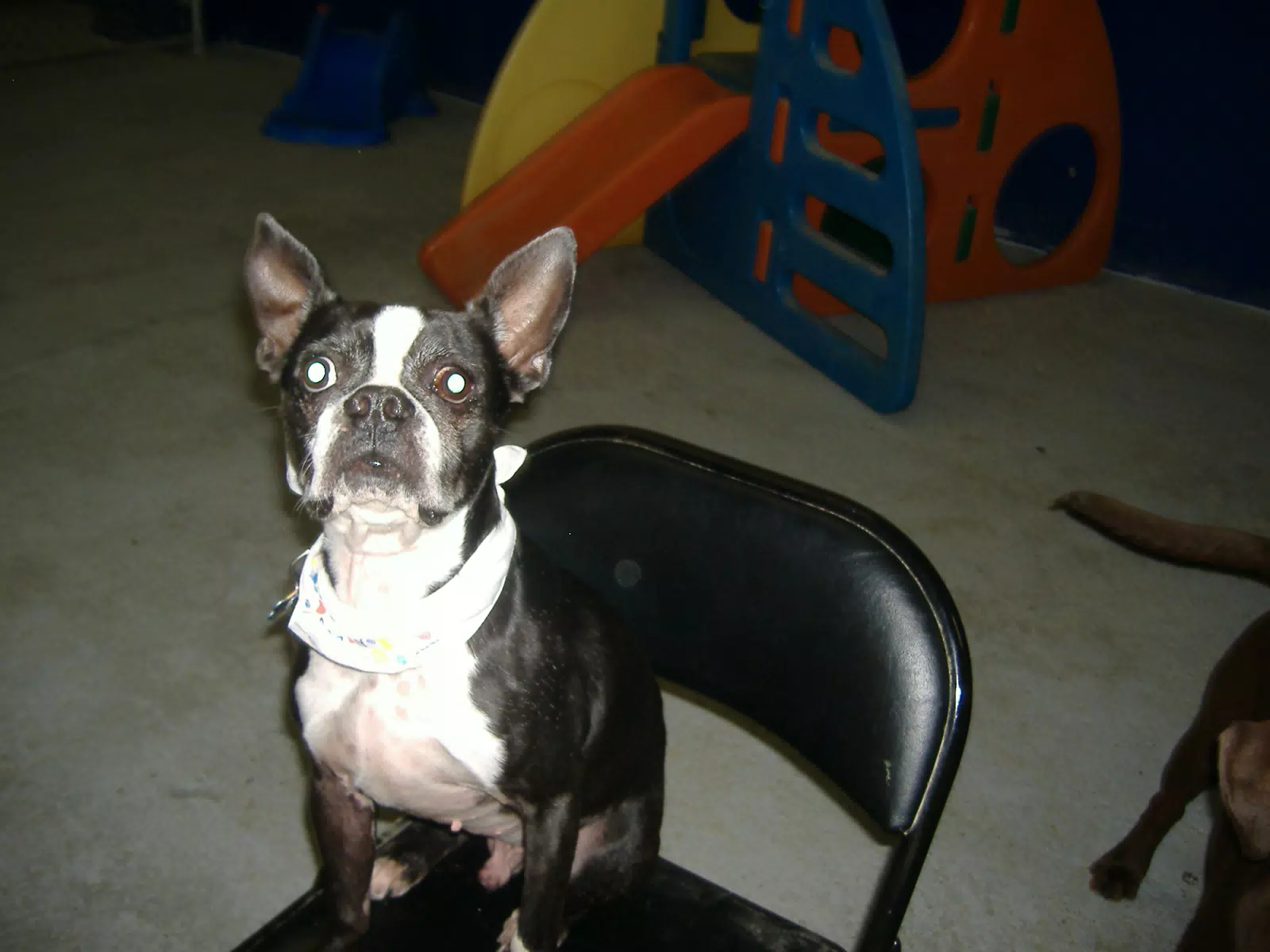 Oreo on the Birthday Chair