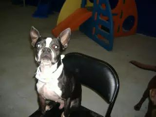 Oreo on the Birthday Chair