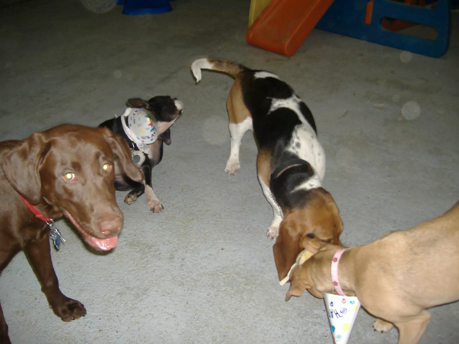Oreo and Friends at Birthday Party