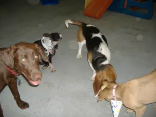 Oreo and Friends at Birthday Party