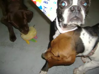 Oreo and Friends at Birthday Party