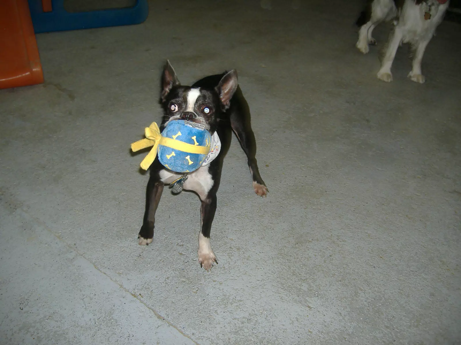 Oreo with his Birthday Party Toy