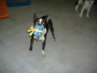 Oreo with his Birthday Party Toy