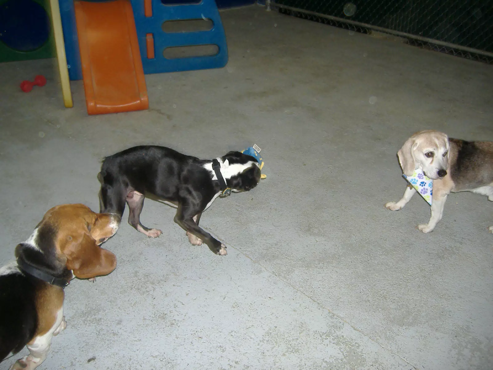 Oreo and Friends at Birthday Party