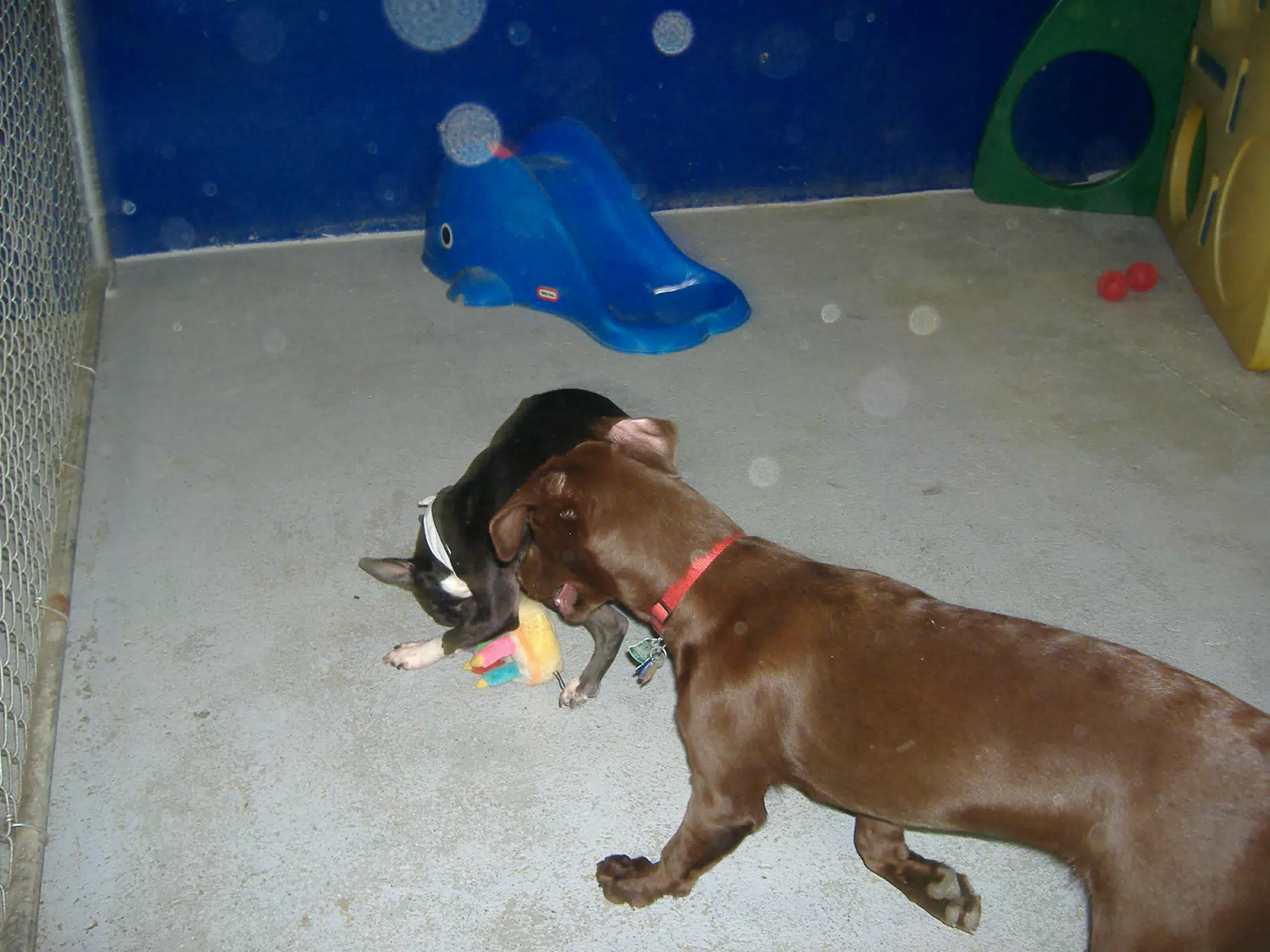 Oreo and Friend at Birthday Party