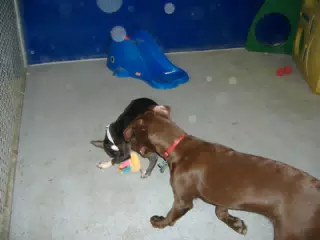 Oreo and Friend at Birthday Party