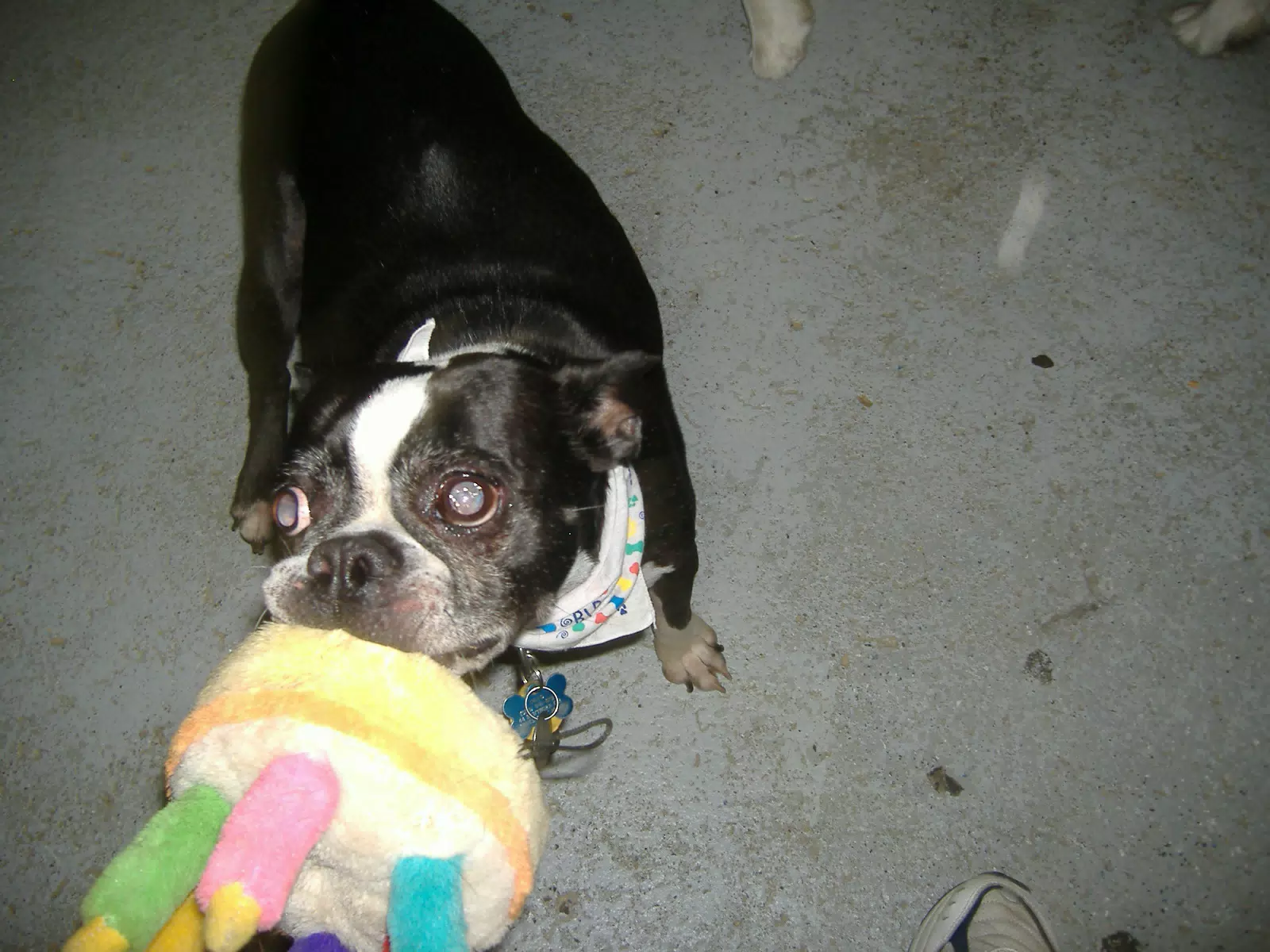 Oreo with his Birthday Party Toy