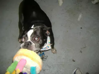 Oreo with his Birthday Party Toy