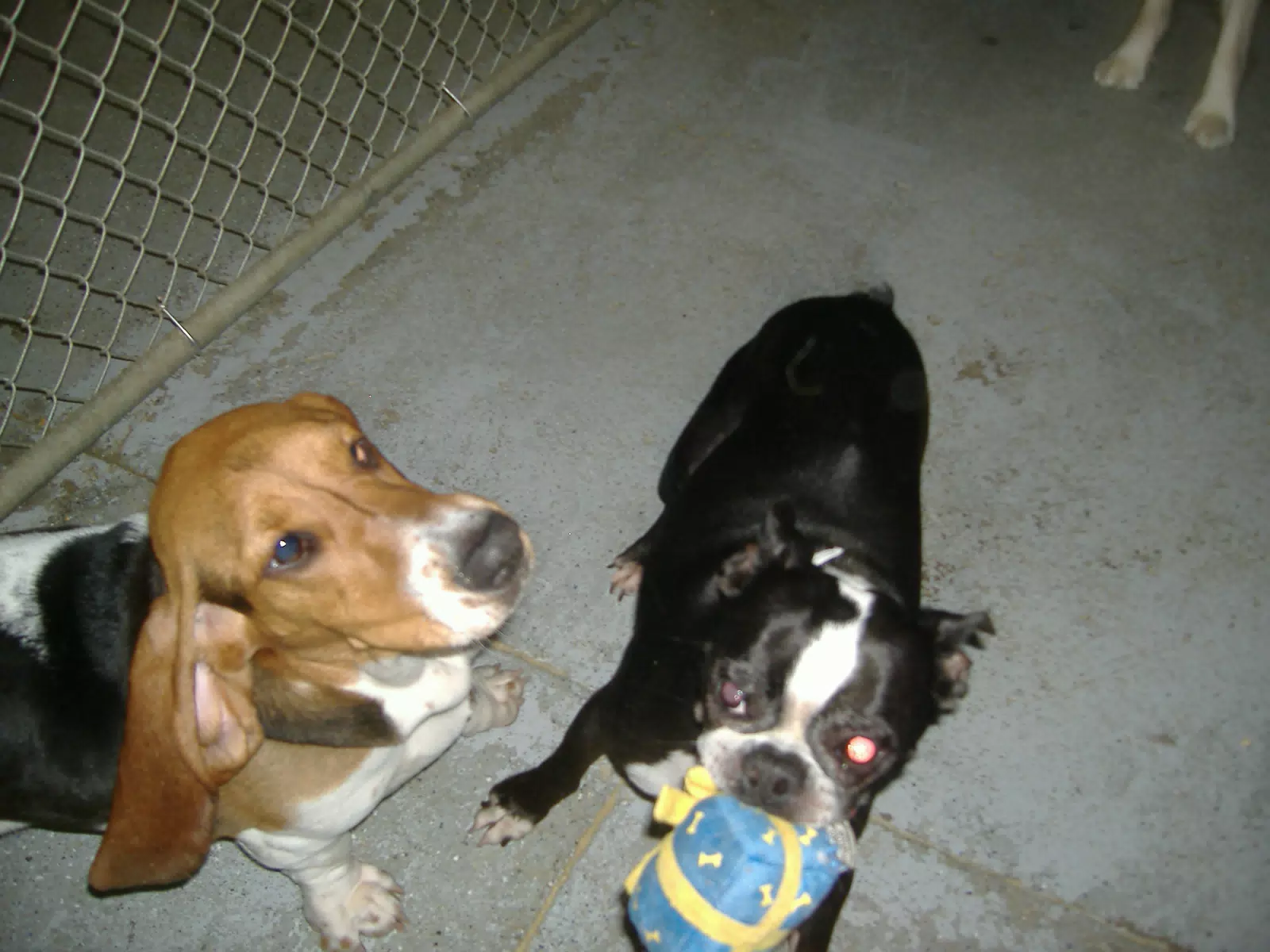 Oreo and Friend at Birthday Party