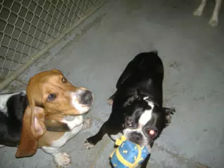 Oreo and Friend at Birthday Party