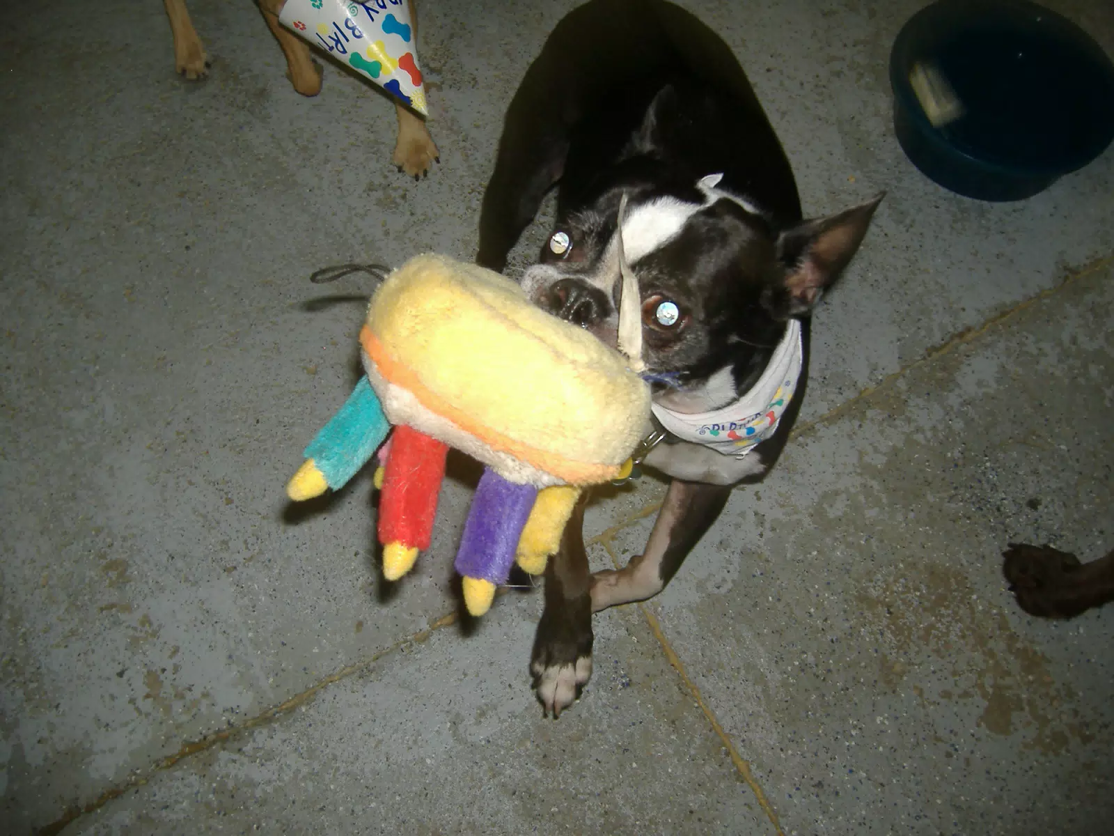 Oreo with his Birthday Party Toy