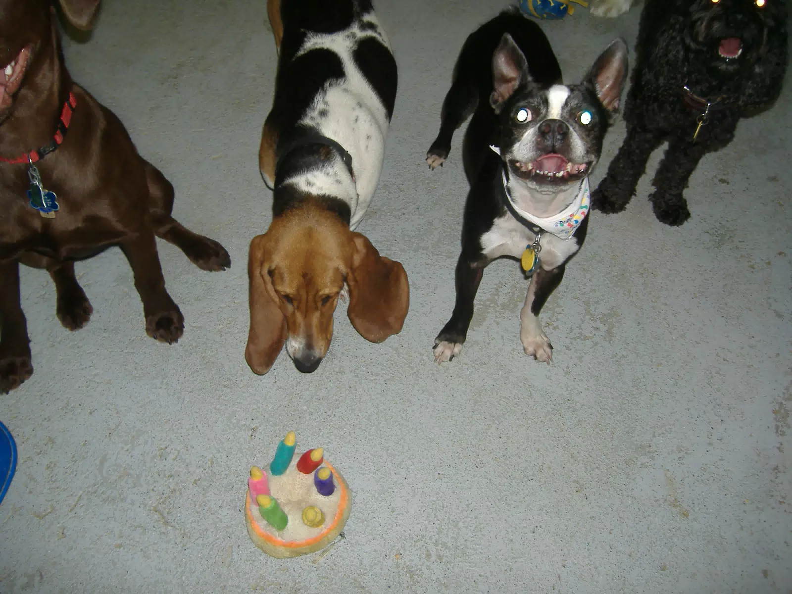 Oreo and Friends at Birthday Party