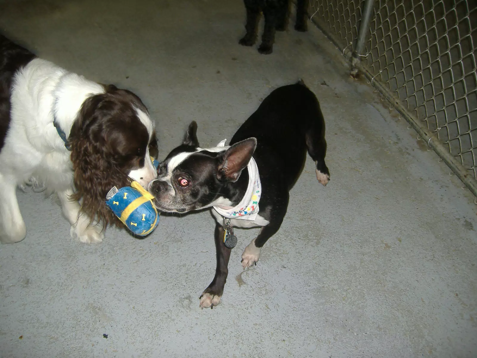 Oreo and Friend at Birthday Party