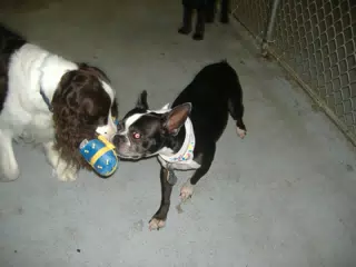 Oreo and Friend at Birthday Party