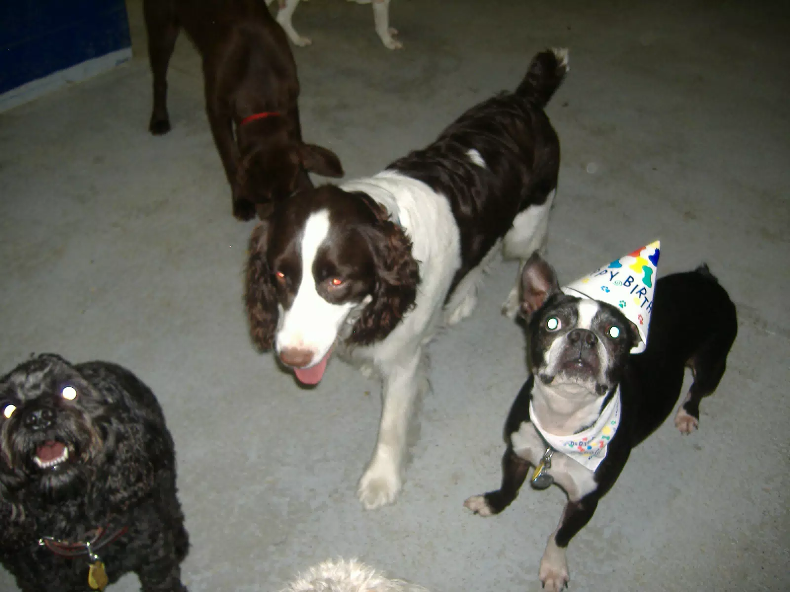 Oreo and Friends at Birthday Party