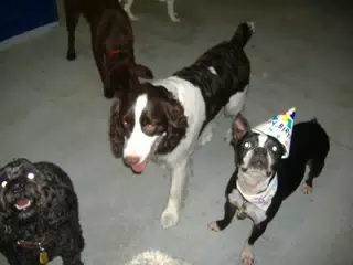 Oreo and Friends at Birthday Party