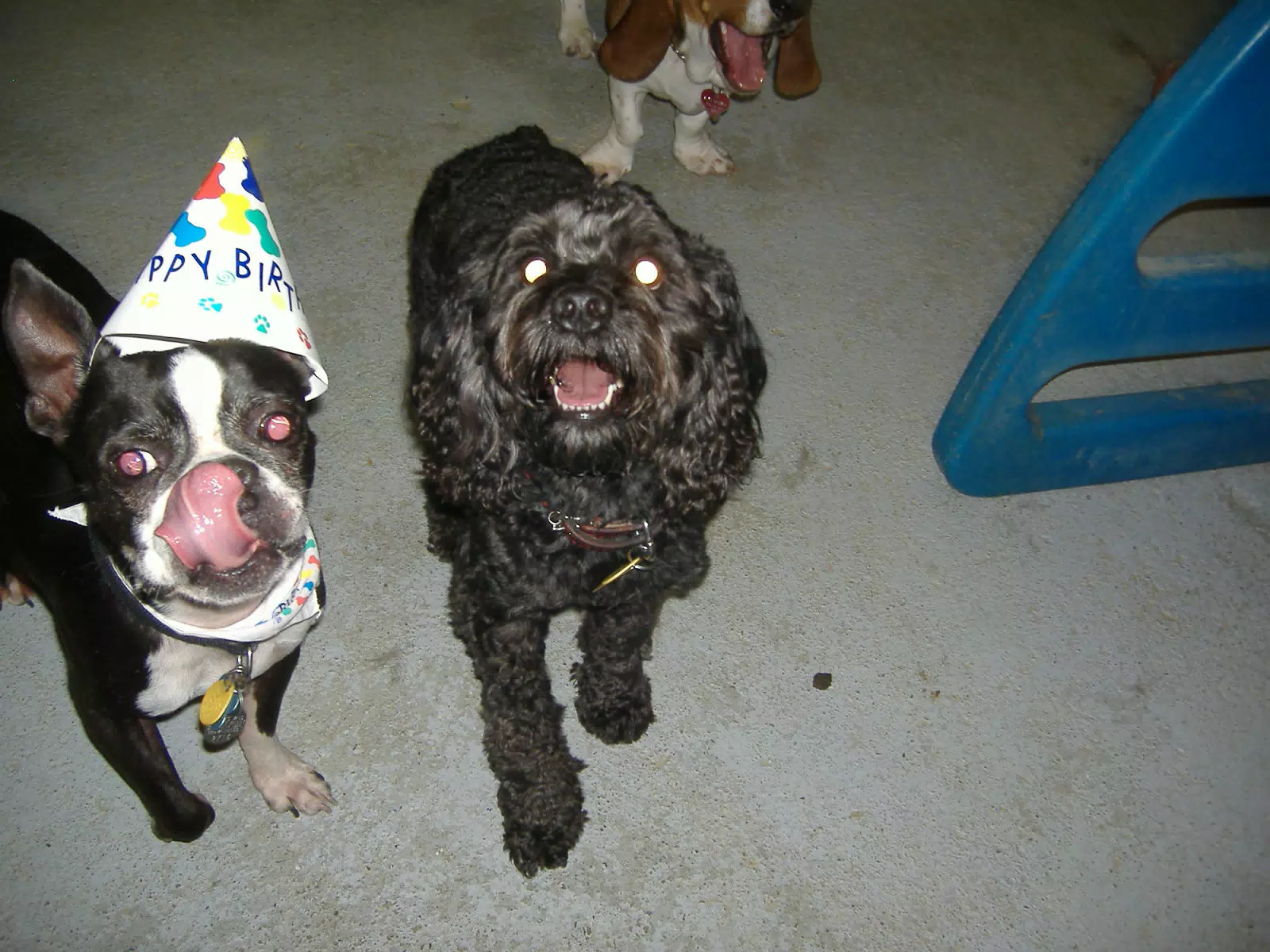 Oreo and Friend at Birthday Party