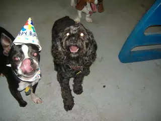 Oreo and Friend at Birthday Party