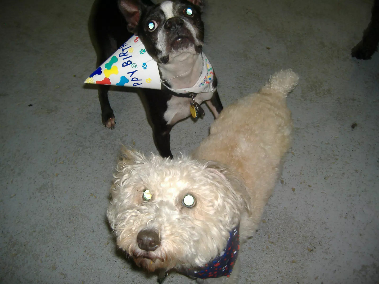 Oreo and Friend at Birthday Party