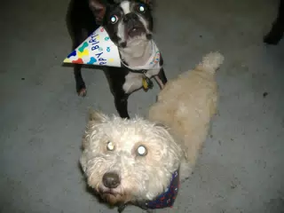 Oreo and Friend at Birthday Party