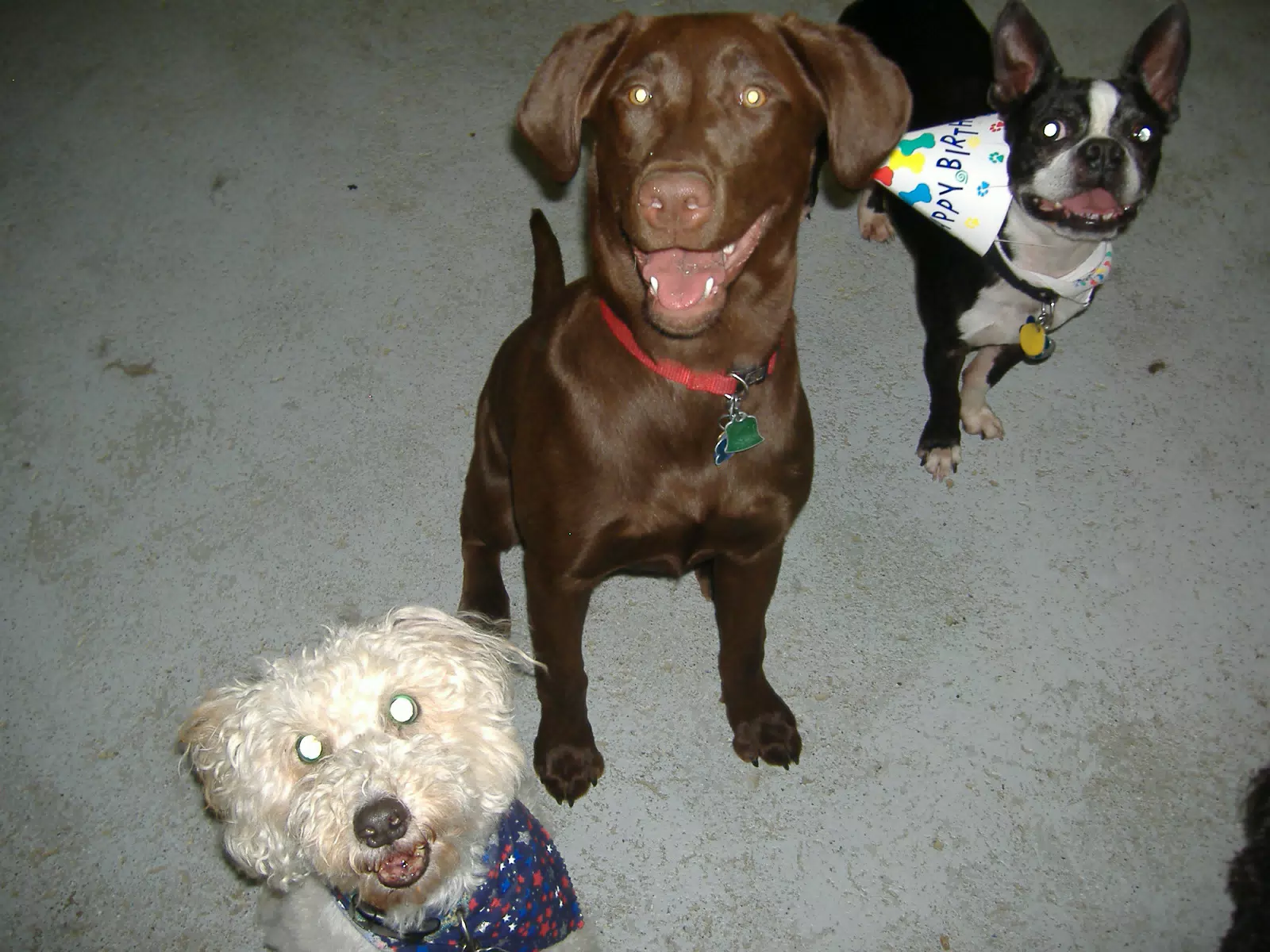 Oreo and Friends at Birthday Party