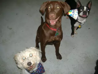 Oreo and Friends at Birthday Party