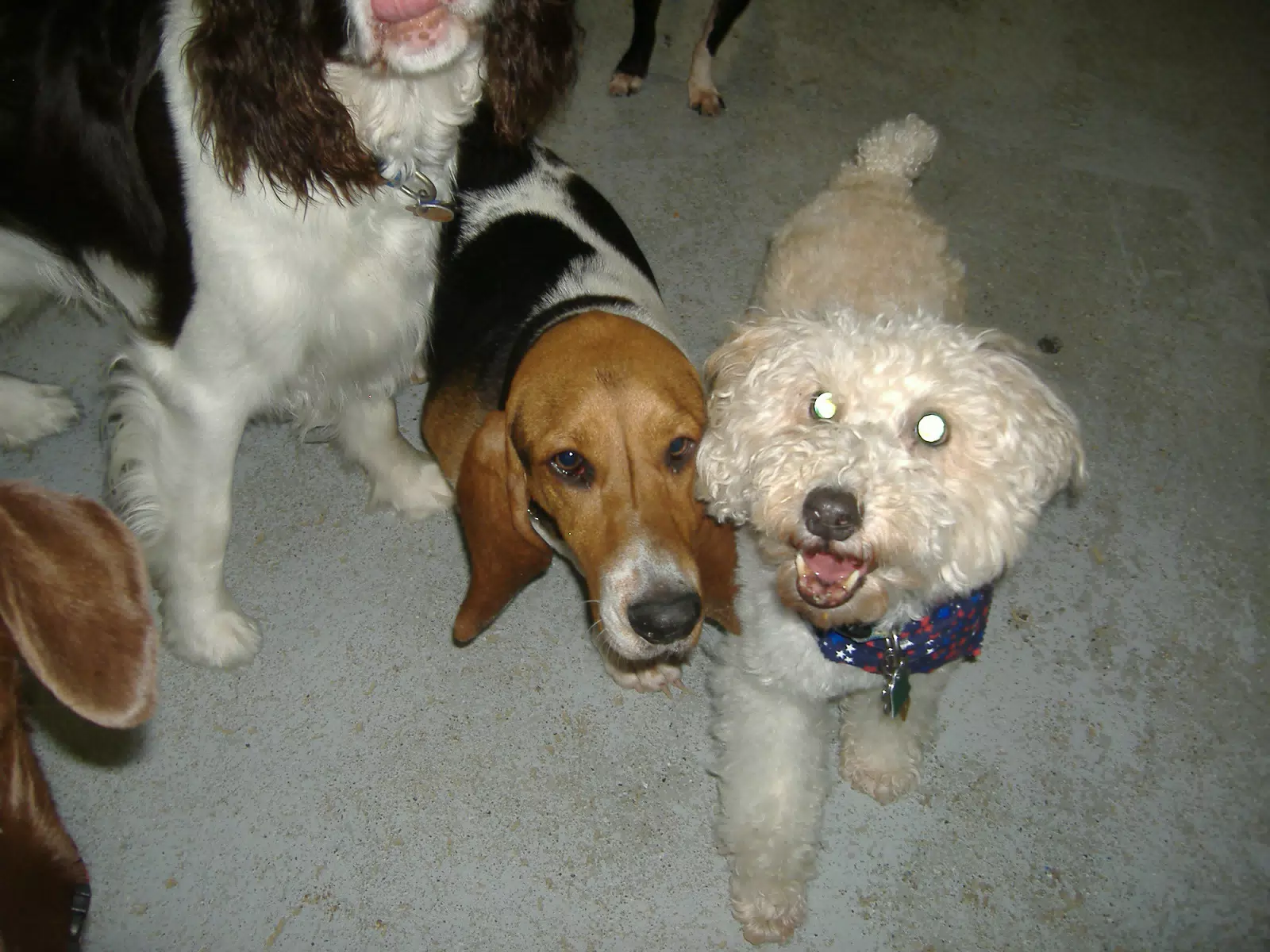 Happy Birthday Party Dogs