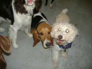 Happy Birthday Party Dogs