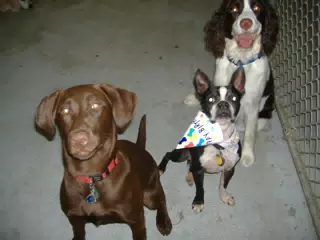 Oreo and Friends at Birthday Party