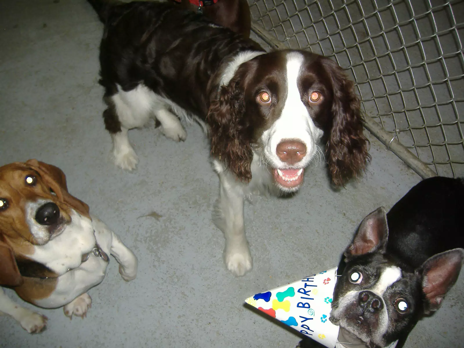 Oreo and Friends at Birthday Party