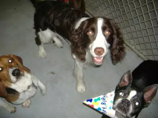 Oreo and Friends at Birthday Party