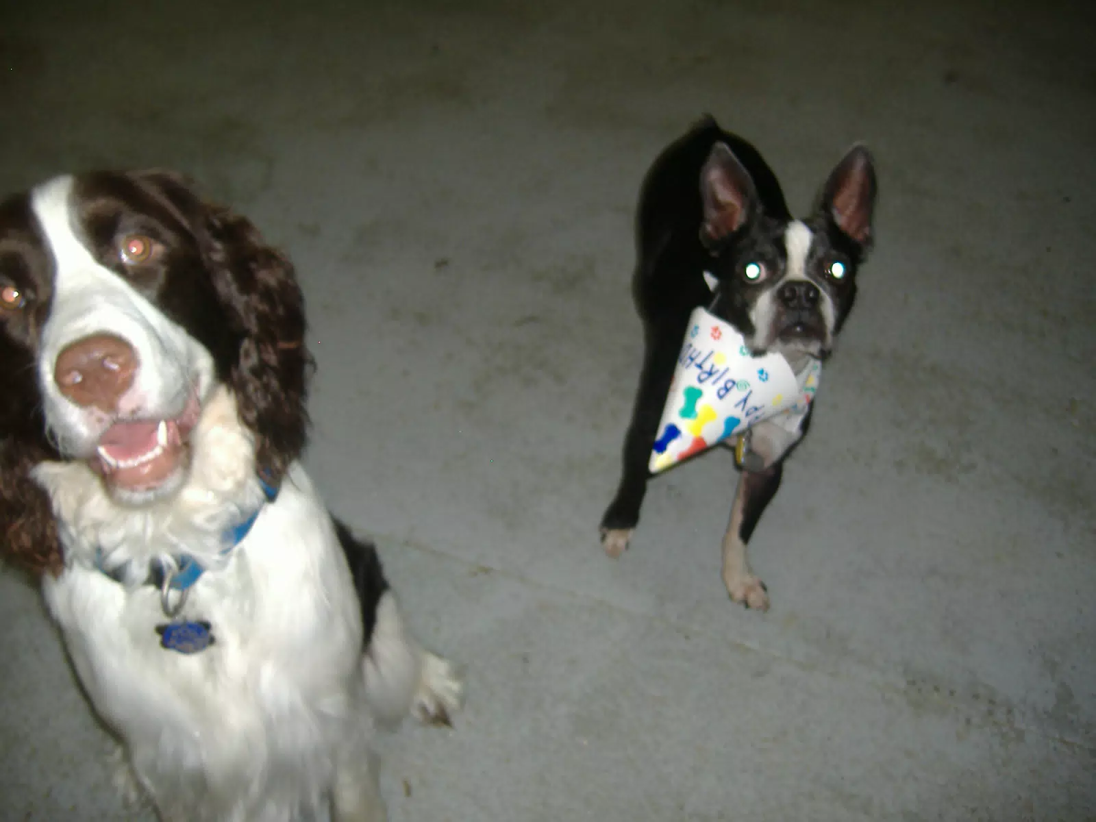 Oreo and Friend at Birthday Party