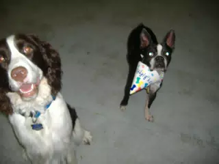 Oreo and Friend at Birthday Party