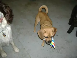 Puppy at Oreo's Birthday Party