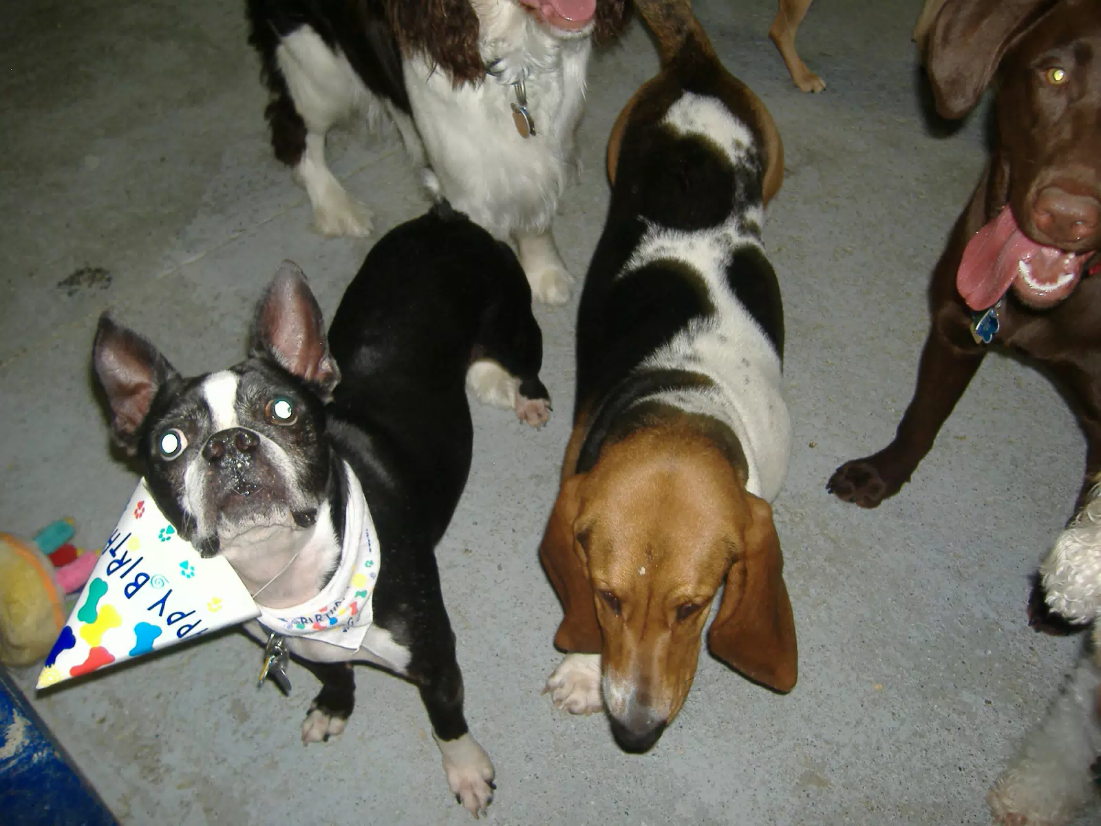 Oreo and Friends at Birthday Party
