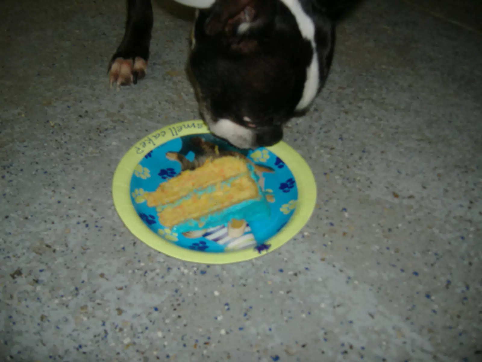Oreo Eating His Birthday Cake