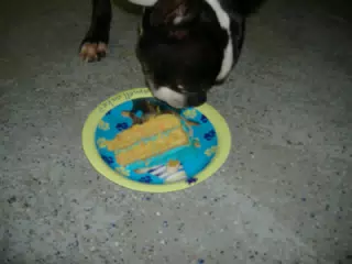 Oreo Eating His Birthday Cake