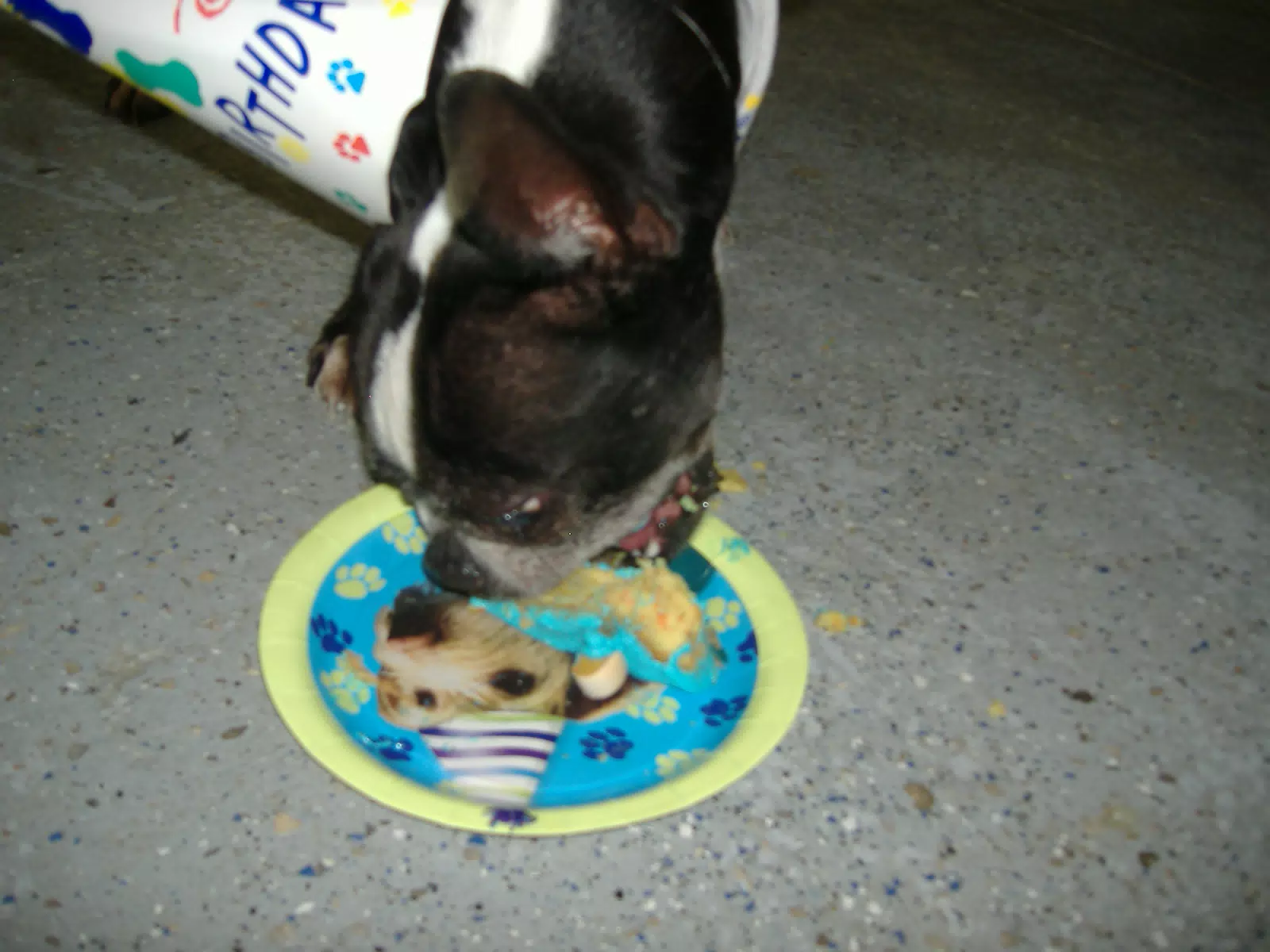 Oreo Eating His Birthday Cake