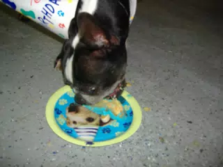 Oreo Eating His Birthday Cake