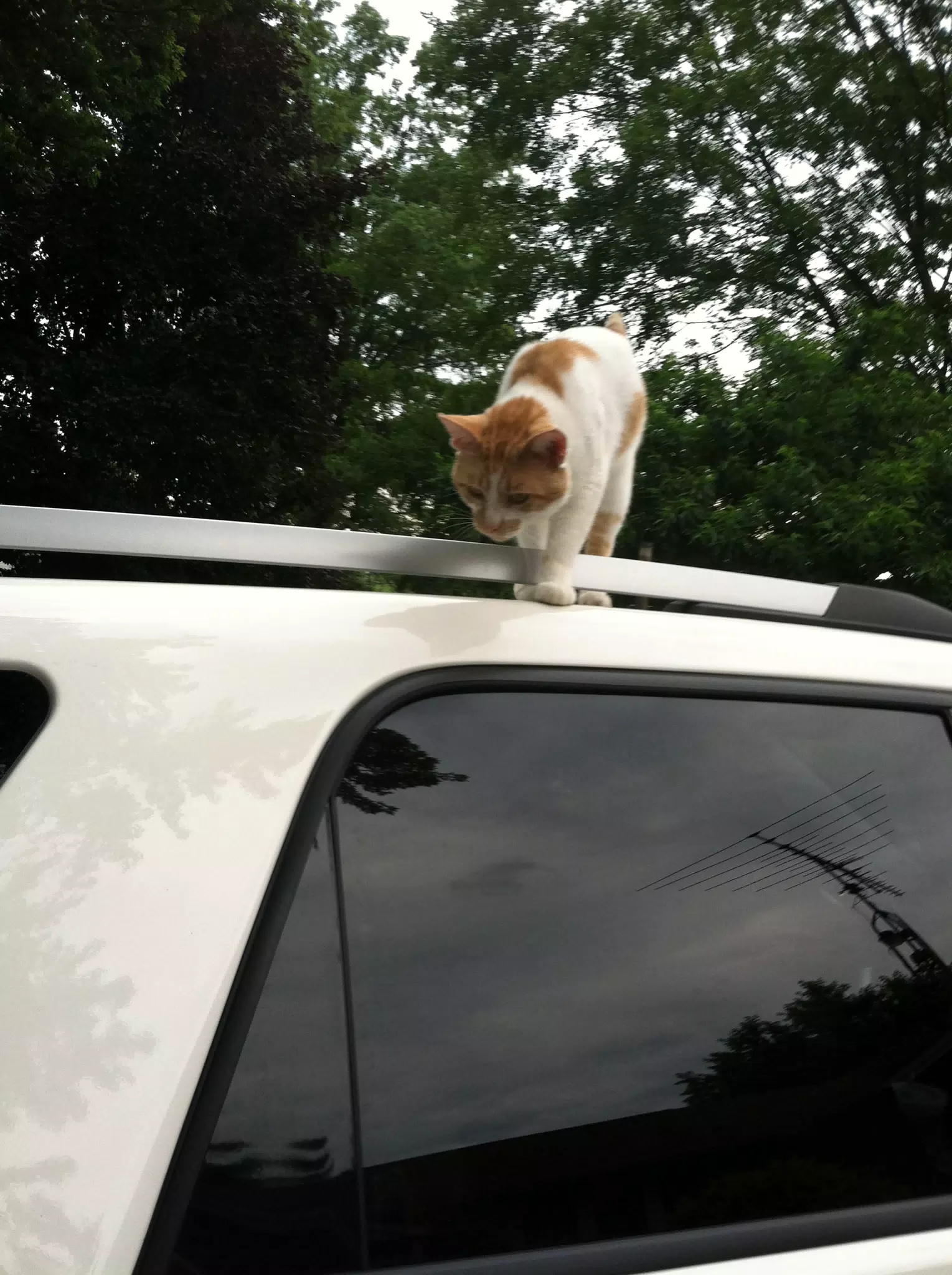 Cat on Acadia